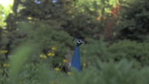Peacock in the grass