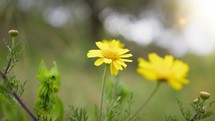 Yellow field flower