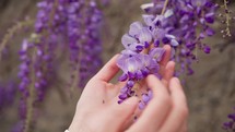 Hands Touching Purple Wisteria Flowers