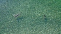 Shark swimming close to person at the beach