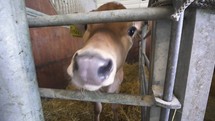 Funny Closeup of cute young calf in stable sticking out its tongue and trying to lick the camera
