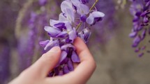 Hands Touching Purple Wisteria Flowers