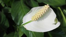 wild calla aka water arum plant (scientific name Calla palustris) white flower