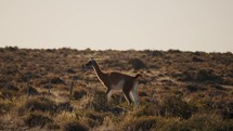 Wild Guanaco Walking In The Valdes Peninsula In Chubut Province, Argentina. - wide shot	
