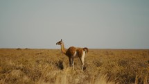 Guanaco On Steppe At National Park Of Peninsula Valdes In Chubut, Argentina. wide, slow motion shot	