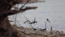 Flock Of Small Birds Foraging At The Beach With Old Branches Washed Into The Shore. - Selective Focus