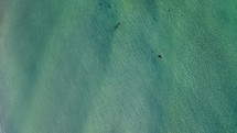 Top down video of shark swimming 