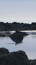 Calm Water Relaxing A Seal 