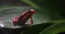 Small red tree frog