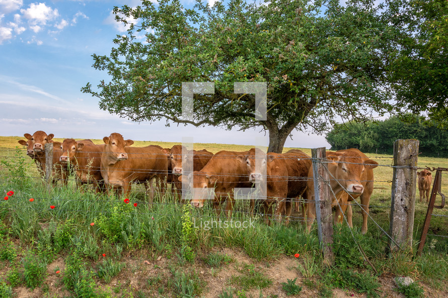 cows in a pasture 