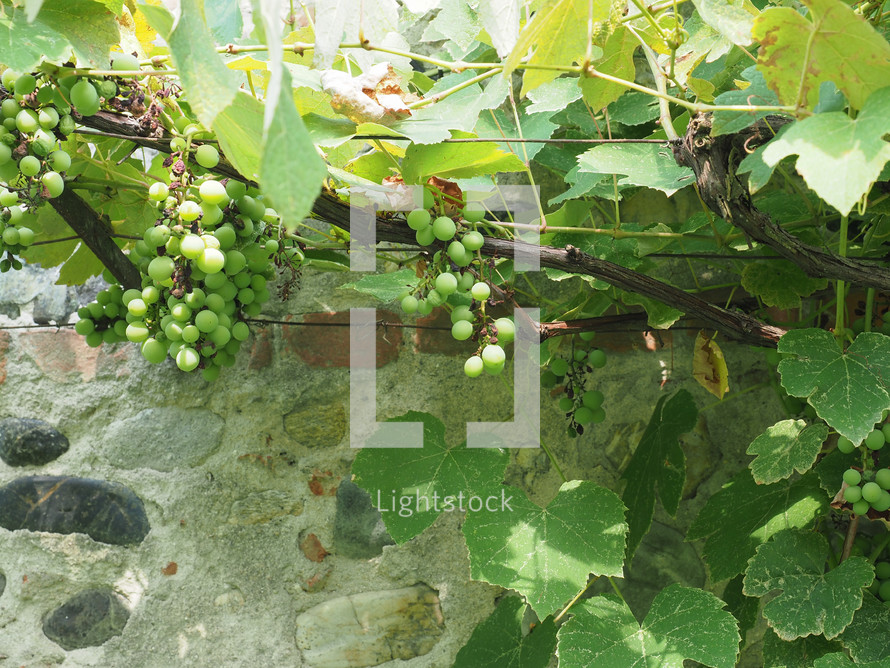 grapevine aka vine plant (scientific name Vitis vinifera)