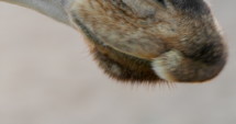 Close up of giraffe eating and tongue
