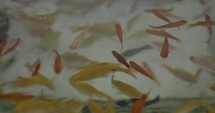 Yellow orange black aquarium fishes in motion