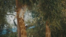 Giraffes Feeding Tree Leaves In Zoo - close up	