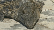 A closeup of a huge crocodile chilling on the ground 