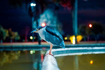 bird at night 