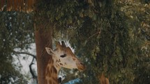 Giraffe Eating Tree Leaves - head close up	
