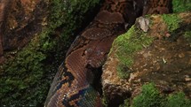 Close up view of the python	
