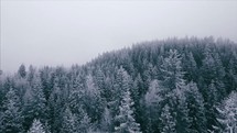 drone flying over a winter pine forest 