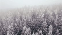 drone flying over a winter pine forest 