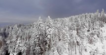 Aerial Drone Shot of Coniferous Treetops Thickly Covered With Fresh Snow in  Forest Park During Winter.