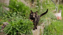 Domestic cat walking outdoors in the nature
