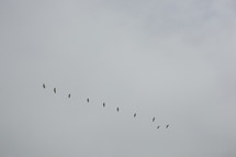 soaring flock of birds