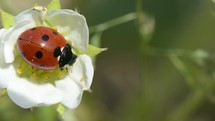 ladybug on a flower 