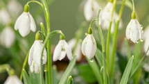 Closeup of snowdrop flowers with dew drops blooming fast in spring morning time lapse
