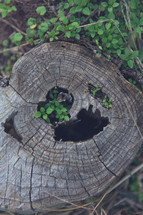 rotten tree stump 