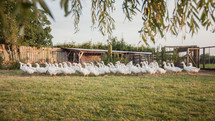 ducks on a farm 