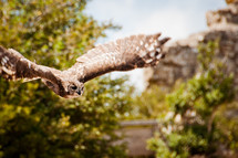 owl flying 