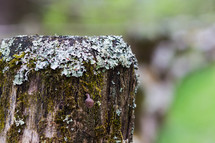 moss and lichen on a fence post 
