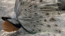Close up rear view of Peacock with spreading feathers hiding head outdoors on sand in zoo	