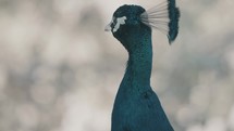 Peafowl with iridescent plumage looks around animatedly; shallow depth	