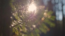 Morning Sun Shining Through Forest