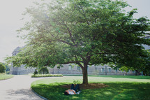 man sleeping in the grass under a tree in Washington DC