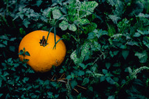 a pumpkin in green ivy 