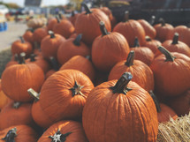 Pile of Pumpkins at Pumpkin Patch, Fall Harvest Background for Halloween and Thanksgiving Holidays