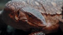 Closeup Portrait Of Adult Nile Monitor With Eyes Looking At The Side. - Closeup