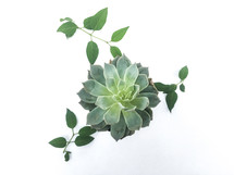 succulent plant 