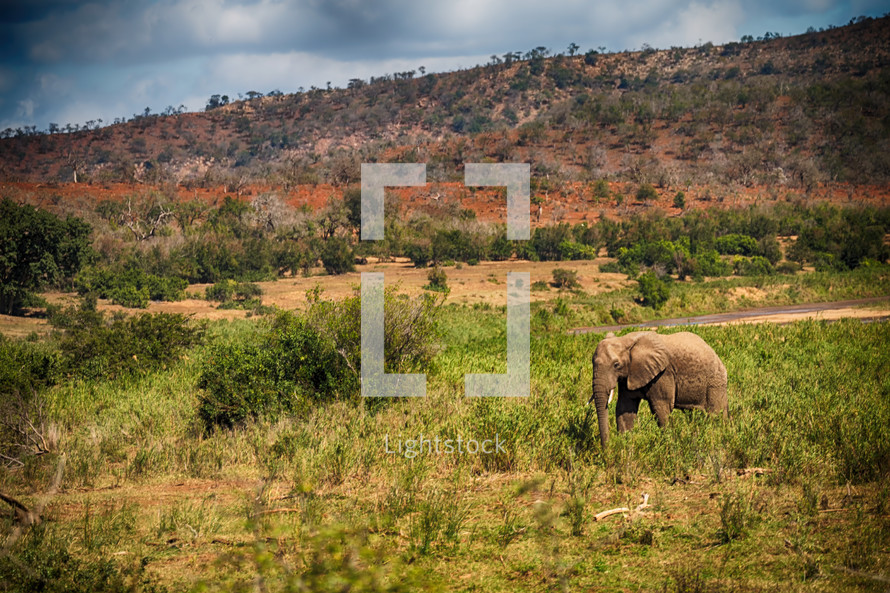 Elephant in Africa 