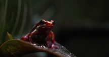 Small red tree frog on a leaf