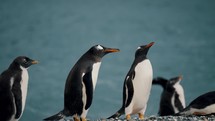 Gentoo Penguins Beaking Fight At Isla Martillo In Tierra de Fuego, Argentina. - close up shot