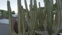 Big street cactus with sun shining through its stems