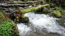 stream of water passing through moss covered limbs and branches