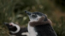 Closeup Of Magellanic Penguin Sleeping While Standing On Isla Martillo In Argentina.