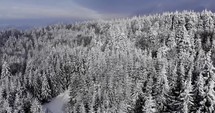 Aerial drone shot of Spruce Tree Foggy Forest Covered in Snow In Winter.