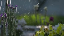 falling rain on spring flowers 