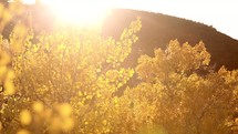 sunlight shining on fall trees 